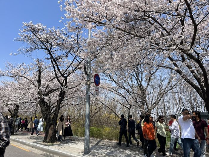 윤중로 벚꽃길 / 사진= 문서연 여행+ 기자