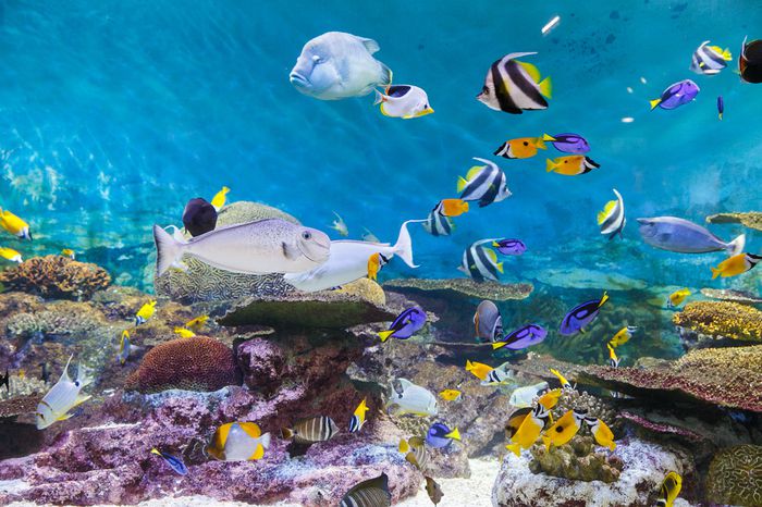 코엑스 아쿠아리움이 5월 1일부터 ‘월레스와 그로밋’ 협업 이벤트를 진행한다. / 이미지=코엑스 아쿠아리움