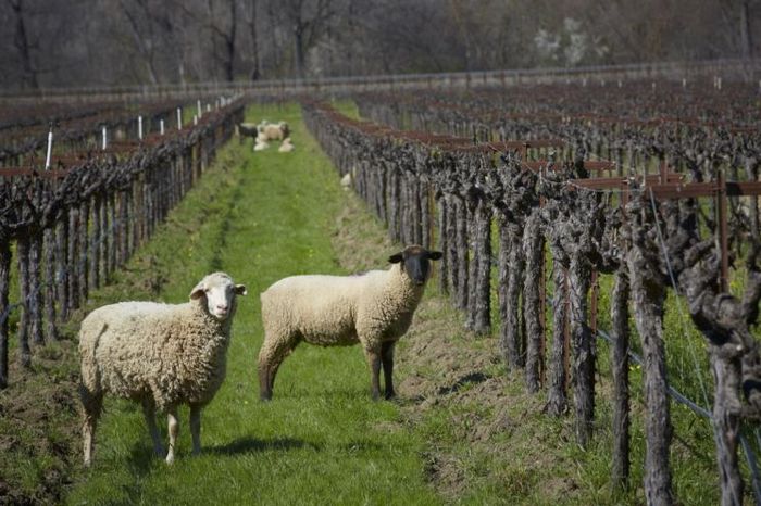상당수 오가닉 와이너리에서 볼 수 있는 양 방목. 살충제나 제초제를 사용하지 않고 양을 방목해 풀을 뜯게 하고, 양의 분뇨를 자연 퇴비로 활용하는 방식이다.