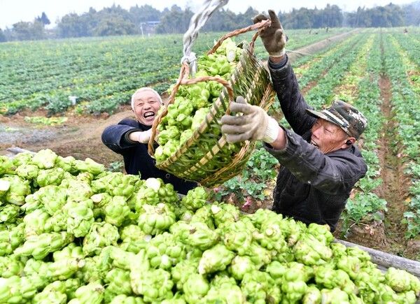 쓰촨성 광안시의 한 농가에서 농민들이 청채두(칭차이터우)를 차에 싣고 있다. 연출용 파안대소가 일품이다. [사진 출처=신화통신]