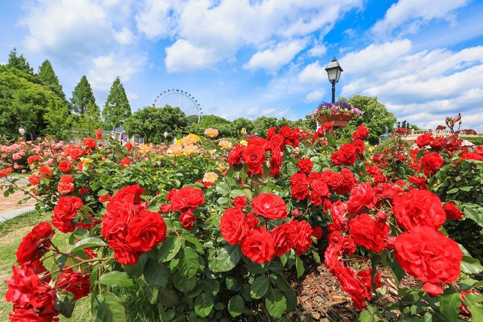 ‘에버랜드 로로티’ 장미축제 로즈가든 풍경 / 사진=삼성물산