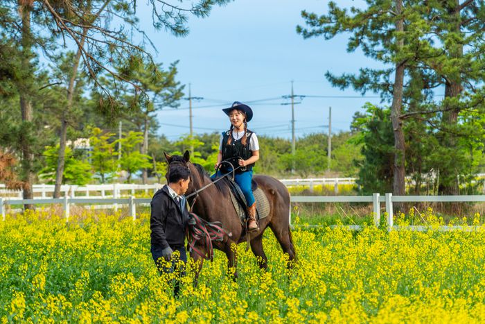 소나무숲과 유채꽃밭도 말을 타고 둘러볼 수 있다. / 사진=한국관광공사