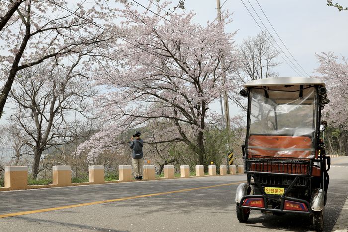 신도벚꽃길 / 사진=한국관광공사