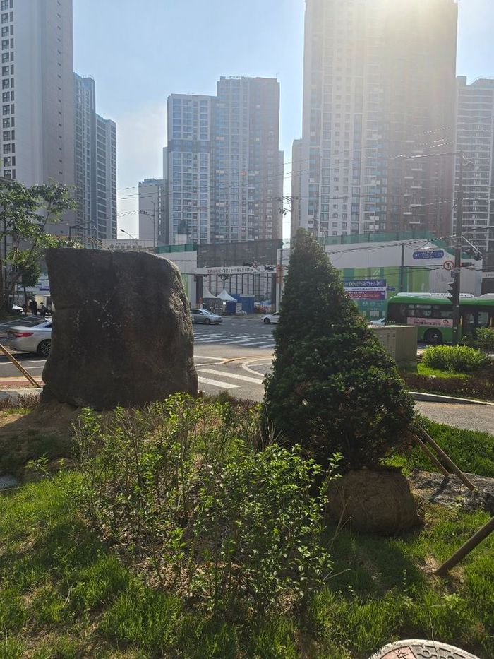 나무가 있던 자리에 커다란 돌이 들어서 있고, 해당 나무는 뽑혀있다. [사진 = 호갱노노]