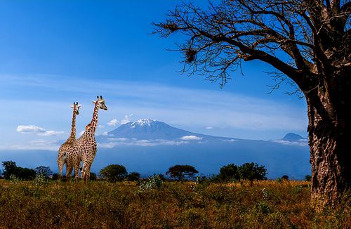 <사진설명 = 미지의 대지 아프리카 사진전>