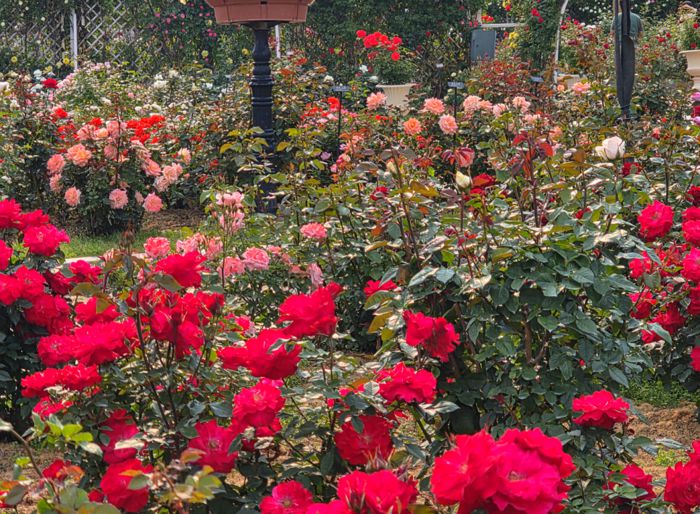에버랜드 로로티 / 사진=김혜성 여행+ 기자