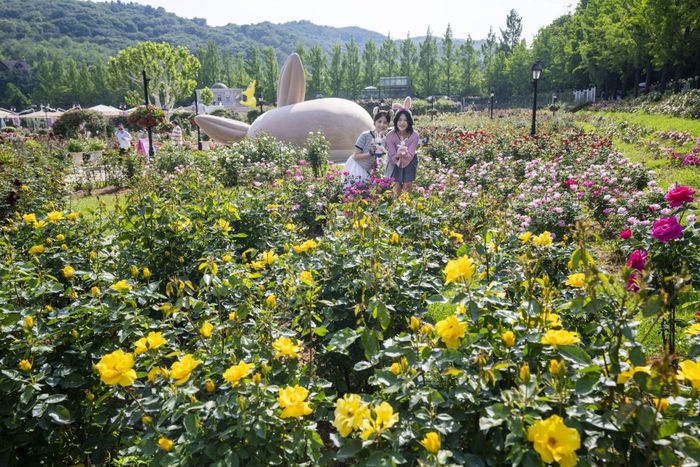 에버랜드 로로티 현장 사진 / 사진=김혜성 여행+ 기자