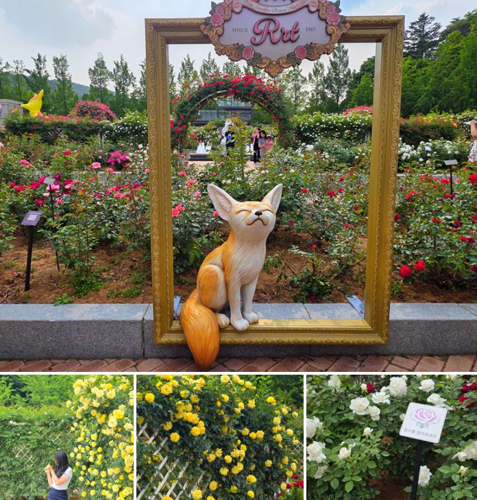 에버랜드 로로티 현장 사진 / 사진=삼성물산