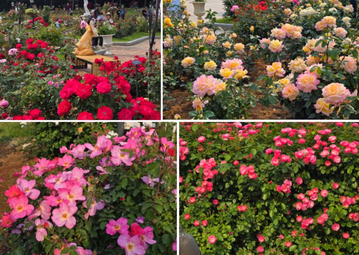 에버랜드 로로티 장미 / 사진=김혜성 여행+ 기자