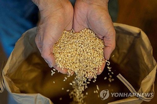 일본 쌀 [AFP = 연합뉴스]