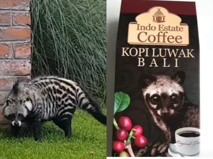 사향고양이와 루왁커피. [사진 = 유튜브 @1 Minute Animals]