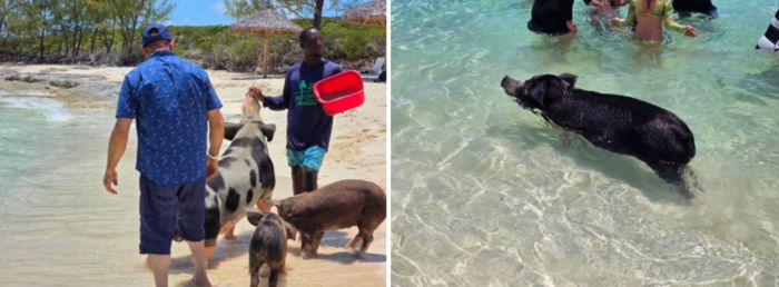바다에서 수영하는 돼지와 놀고 있는 관광객들의 모습 / 사진=김혜성 여행+ 기자
