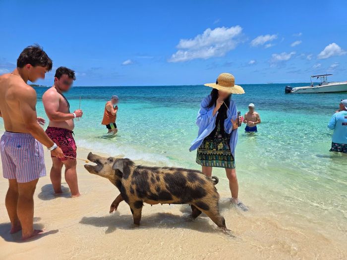 돼지섬에서 먹이 체험을 하고 있다 / 사진=김혜성 여행+ 기자