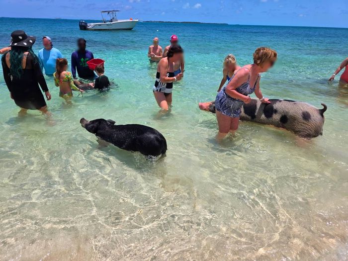 바다에서 수영하는 돼지와 놀고 있는 관광객들의 모습 / 사진=김혜성 여행+ 기자