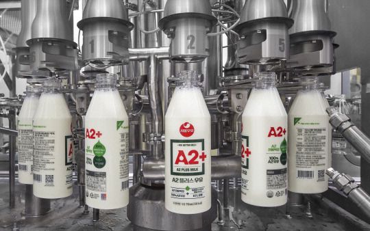 A2+우유 생산현장.
