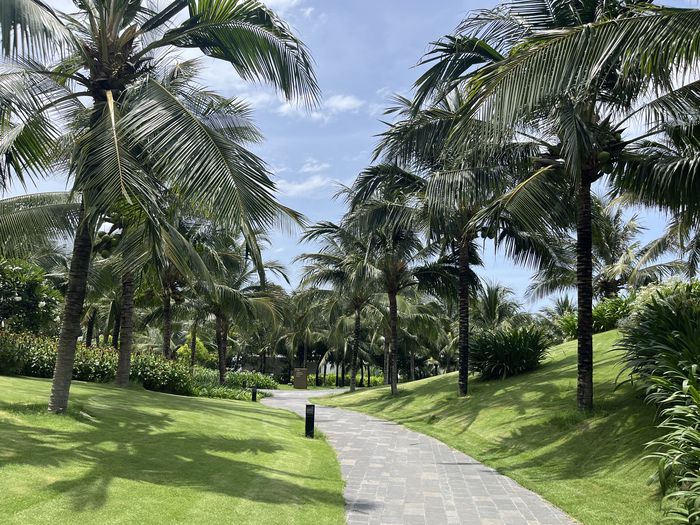 야자수가 늘어선 리조트. [사진 = 최아영 기자]