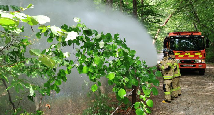 3일 서울 노원구 공릉동 삼육대학교에서 소방대원들이 물을 뿌리며 러브버그 현장 방제활동을 하고 있다. [사진 = 연합뉴스]