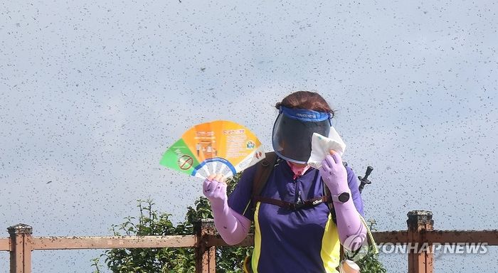 지난달 30일 오전 인천 계양구 계양산 정상이 러브버그(붉은등우단털파리)들로 뒤덮여 등산객들이 불편을 겪고 있다. [사진 출처 = 연합뉴스]