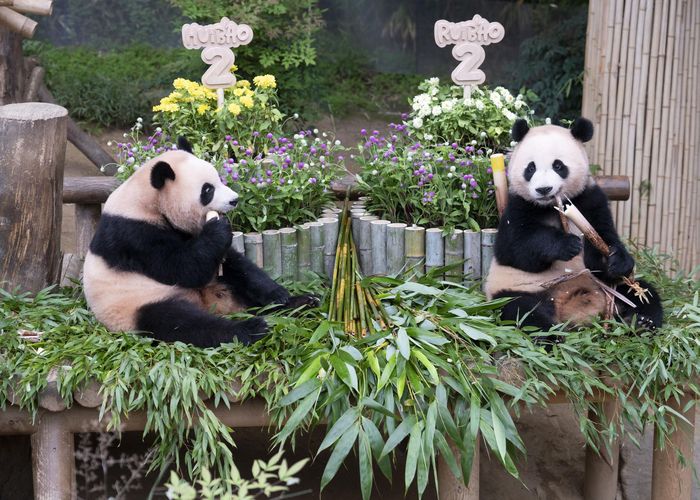 두돌 생일을 맞은 에버랜드 쌍둥이 판다 루이바오와 후이바오  / 사진=삼성물산