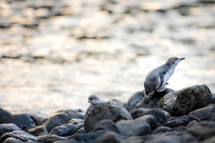 세상에서 가장 작은 펭귄, 쇠푸른펭귄 / 사진=Miles Holden