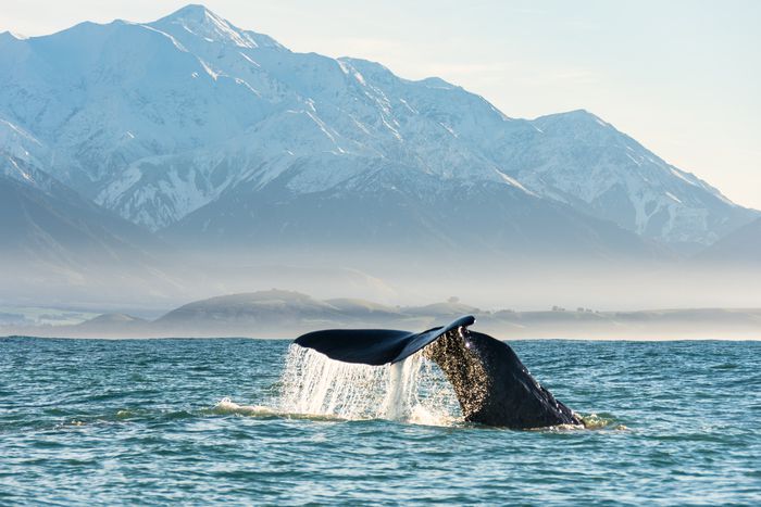 웨일워치 카이코우라‘를 통하면 높은 확률로 고래 관찰이 가능하다. / 사진=Whale Watch Kaikoura