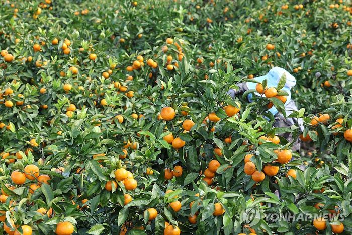 제주 감귤 수확 모습. [연합뉴스]