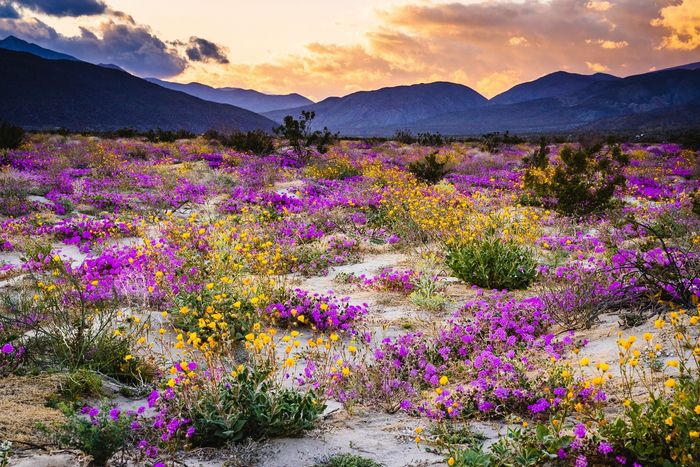 안자 보레고 데저트 스테이트 파크  / 사진=캘리포니아 관광청