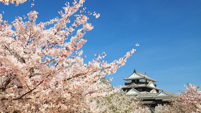 마쓰야마 성 봄 풍경  / 사진=라쿠텐 트래블