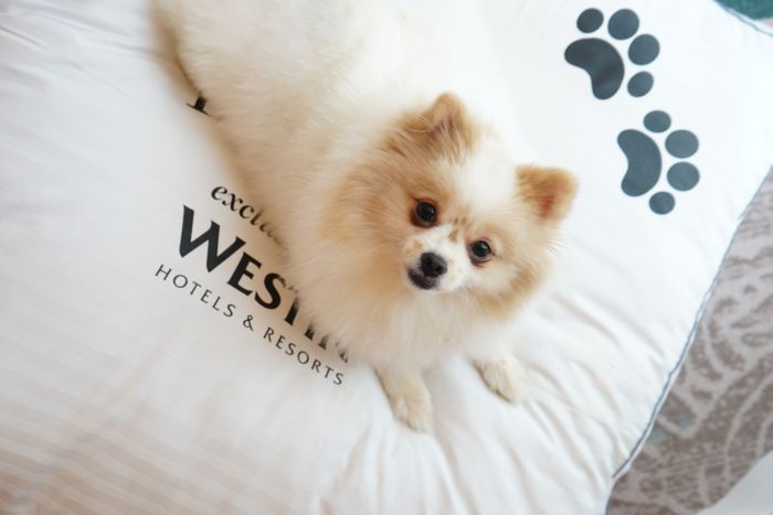 웨스틴 마닐라 웨스틴 헤븐리 도그 베드 / 사진=메리어트 인터내셔널