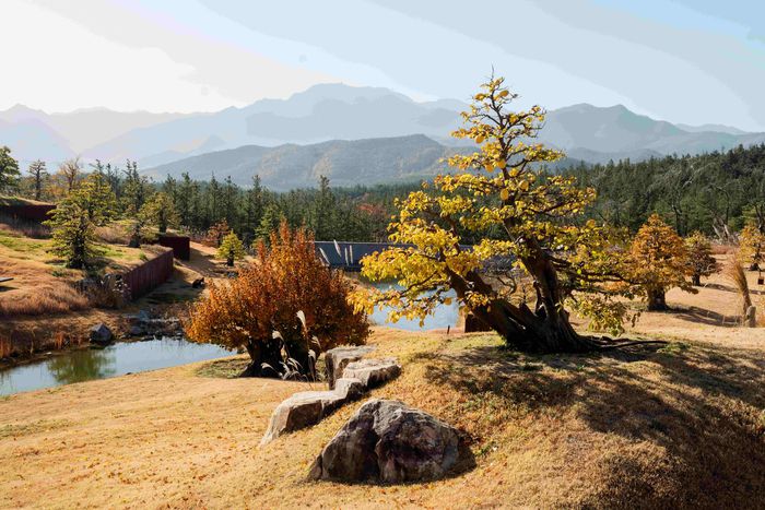 모과나무로 조경을한 사유원 풍설기천년 / 사진=사유원