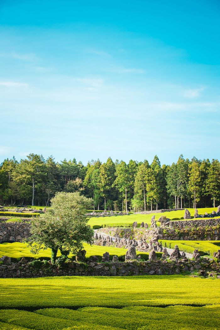한국 제주 / 사진 = 언스플래쉬