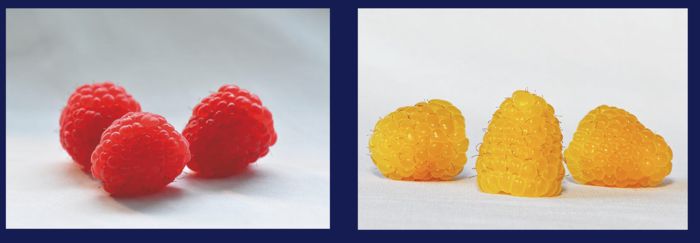 라즈베리. [사진출처 = SP아그리]