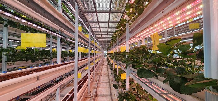 SP아그리가 운영 중인 스마트팜 모습.