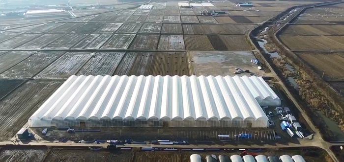 충남 서산시 운산면에 위치한 SP아그리의 최첨단 스마트팜 전경.