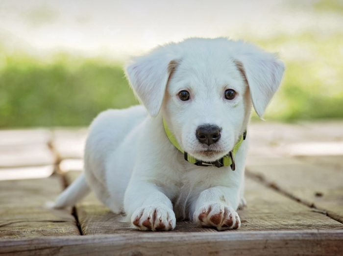 [사진출처 = 픽사베이]