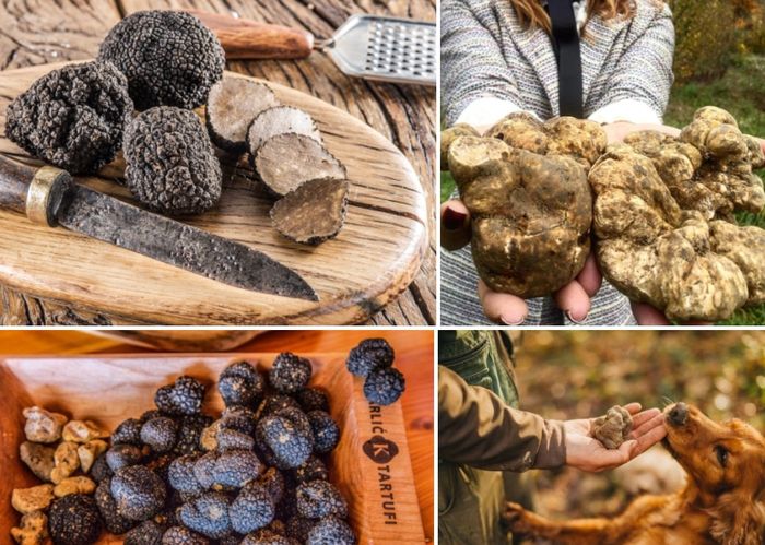 크로아티아 트러플 / 사진=크로아티아 관광청
