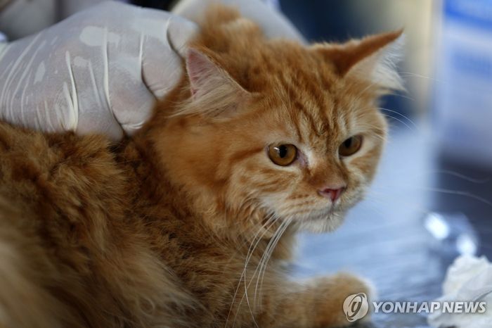 치료받는 고양이. [연합뉴스]