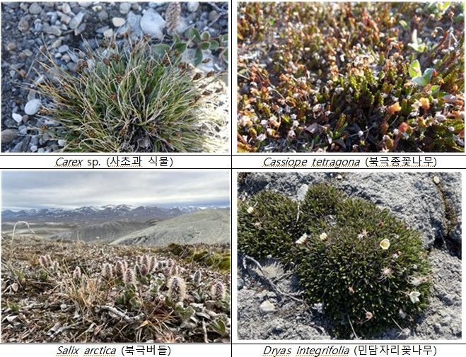 그린란드 북부 시리우스 파셋에서 관찰되는 식물 [극지연구소]