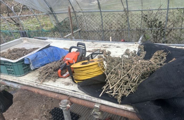 강원도 오지의 한 비닐하우스에서 건조중인 대마. [서울경찰청 광역수사단]