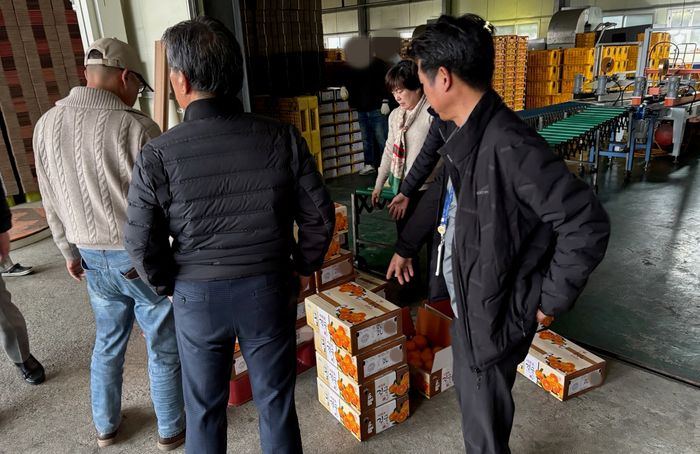 서귀포시는 지난 20일 지역 내 감귤 선과장을 기습 단속해 비상품이 섞여 있는 감귤 박스를 적발했다.[서귀포시 제공]