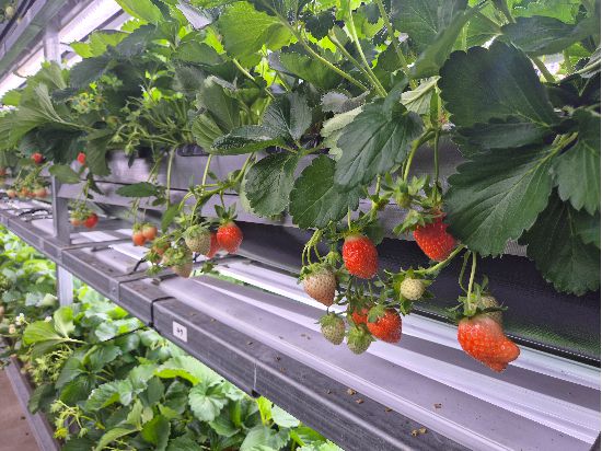 1년 중 절반을 놀려야 했던 농업의 비효율을 깨고, 농업의 판을 뒤집은 이가 아그로솔루션 코리아의 이상훈 대표다.(아그로솔루션코리아 제공)