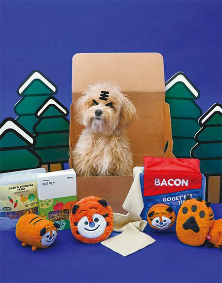 펫 용품 정기구독 서비스를 제공하는 ‘베이컨박스’ 상품 구성. 매월 상품 구성과 콘셉트가 달라진다. (베이컨박스 제공)