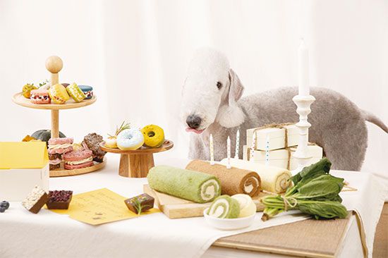 ‘달롤컴퍼니’가 운영하는 펫 디저트 브랜드 ‘달미펫’은 국내산 쌀가루로만 만든 베이커리 제품을 판매한다. (달미펫 제공)