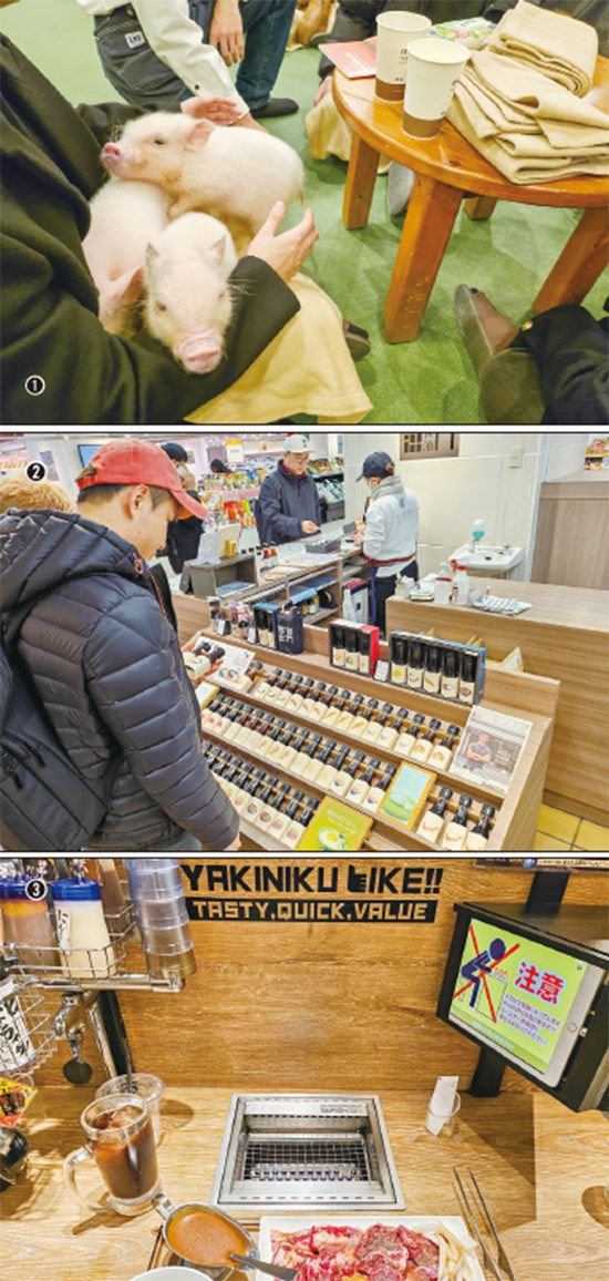 (1)하라주쿠역 인근 다케시타 거리에 위치한 반려돼지 카페 ‘마이피그’에서 돼지들이 손님 무릎에 앉아 있다. (2)마츠야 긴자 백화점 지하 2층에 있는 ‘장인간장’에 수십여 개 간장 100㎖ 샘플이 진열돼 있다. (3)혼자 가는 고깃집 ‘야키니쿠라이크’는 자리마다 고기를 구워 먹을 수 있는 화로와 주문할 수 있는 태블릿PC가 배치돼 있다. (문지민 기자)