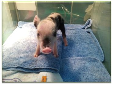 무균돼지들을 키우는데 국가자금 187억원 가량 들였다. 무균돼지를 살처분하면 다시 키우는데 수십억원의 돈이  필요하다.