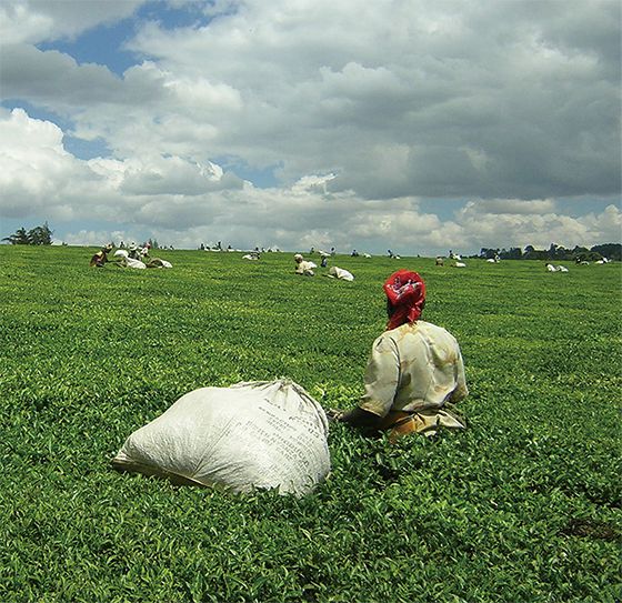 케냐에서 차를 가장 많이 생산하는 지역은 케리초다. 케리초 지역의 한 차 밭 풍경.