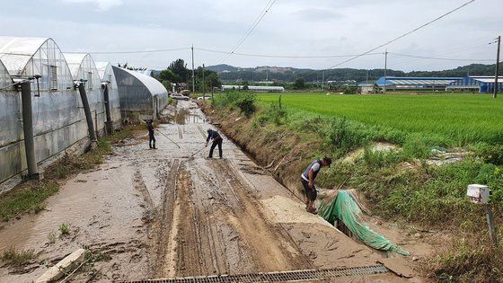 집중 후우로 침수피해를 본 충남 천안시 수신면 일대 비닐하우스 주변에서 복구작업이 한창이다. 프리랜서 김성태