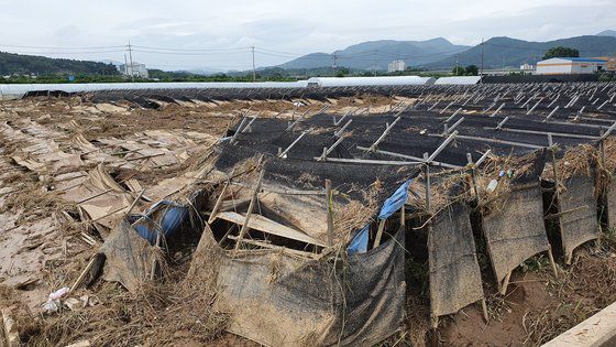 천안시 수신면 장산리 병천천 둑이 터지면서 이 일대 인삼밭 등 농작물이 침수 피해를 봤다. 프리랜서 김성태