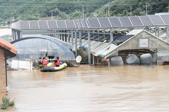 합천군 쌍책면 건태마을에서 주민 등이 소를 구조하기 위해 보트를 타고 축사에 접근하고 있다. 합천군