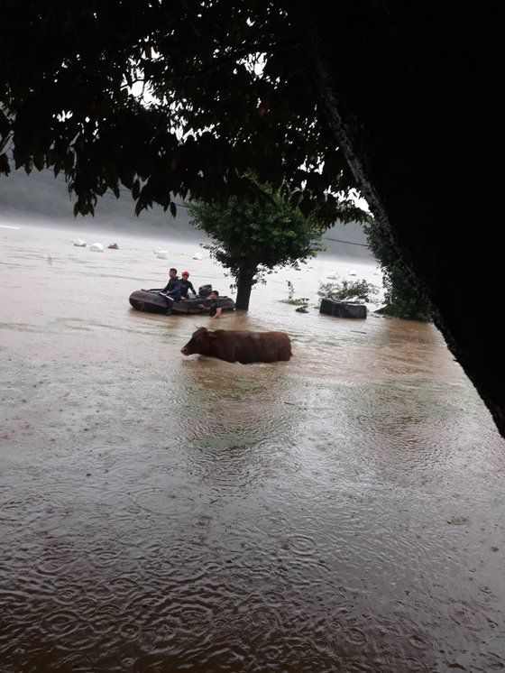 주민들이 침수 축사를 벗어나 살아남은 소를 구조하고 있다. 합천군